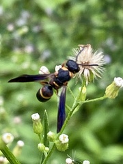 Parancistrocerus histrio