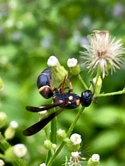 Parancistrocerus histrio
