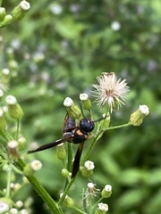 Parancistrocerus histrio