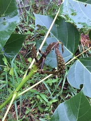 Erythrina arborescens