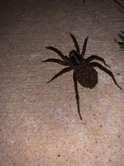 Lycosidae