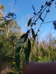 Eucalyptus radiata radiata