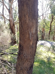 Eucalyptus radiata radiata