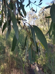 Eucalyptus radiata radiata