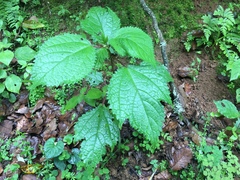 Girardinia diversifolia