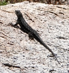 Sceloporus occidentalis taylori