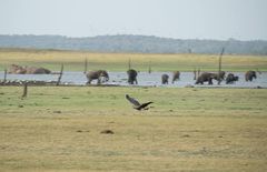 Haliaeetus ichthyaetus