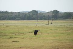 Haliaeetus ichthyaetus