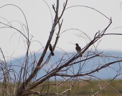 Oreoscoptes montanus
