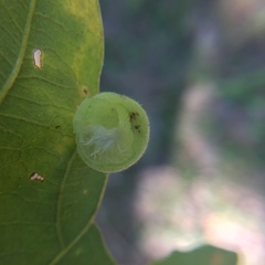 Atrusca quercuscentricola