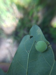 Atrusca quercuscentricola