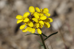 Erysimum perenne