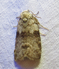 Polygrammate cadburyi