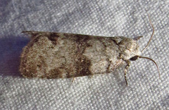 Polygrammate cadburyi