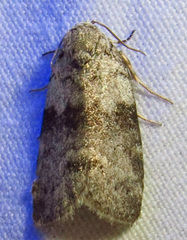 Polygrammate cadburyi