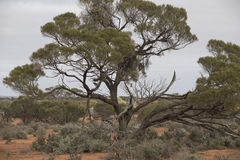 Acacia papyrocarpa