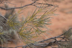 Acacia papyrocarpa