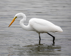 Ardea alba