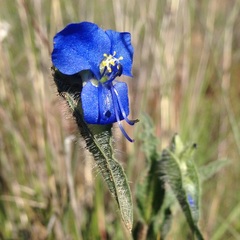 Commelina tuberosa