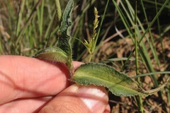 Commelina tuberosa