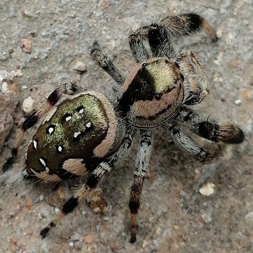 Golden Jumping Spider