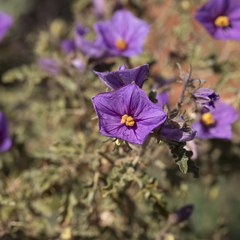 Solanum petrophilum
