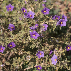 Solanum petrophilum