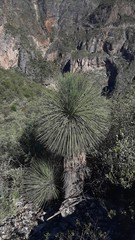 Yucca queretaroensis