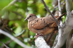 Columbina talpacoti