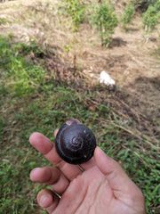 Camaena menglunensis