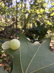 Atrusca quercuscentricola