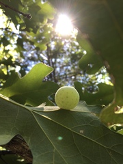 Atrusca quercuscentricola