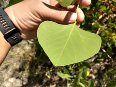 Erythrina flabelliformis