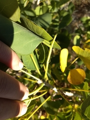 Erythrina flabelliformis