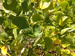 Erythrina flabelliformis