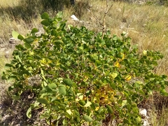 Erythrina flabelliformis