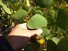 Erythrina flabelliformis