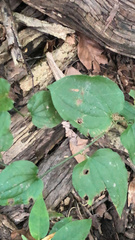 Smilax tamnoides