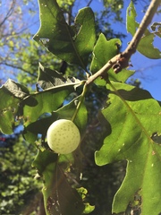 Atrusca quercuscentricola