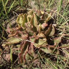 Thompsonella minutiflora