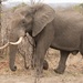 Savannah Elephant - Photo (c) dhfischer, some rights reserved (CC BY-NC), uploaded by dhfischer