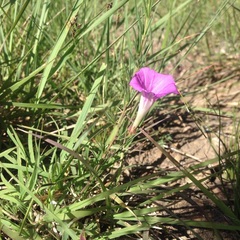 Ipomoea capillacea