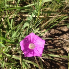 Ipomoea capillacea
