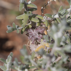 Dissocarpus fontinalis