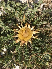 Carlina acanthifolia