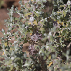 Dissocarpus fontinalis