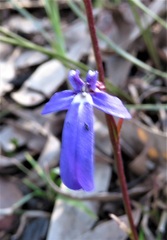 Lobelia dentata
