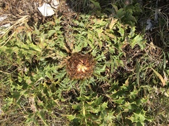 Carlina acanthifolia