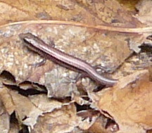 Subdoluseps bowringii