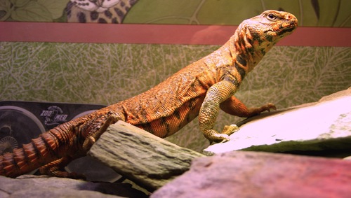 Geyr’s Spiny-tailed Lizard